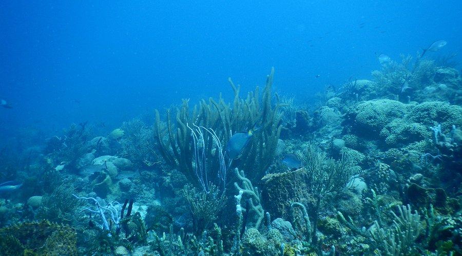 Devil's Table, Bequia: The Ultimate Visitor's Glossary